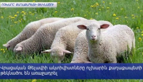 Ոչխարը՝ վրացական Թելավիի քաղաքապետի թեկնածու