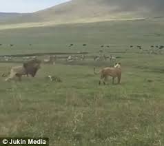 Շունը վախեցնում է առյուծներին