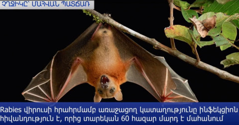 Հիվանդ չղջիկը 6-ամյա տղայի մահվան պատճառն է դարձել