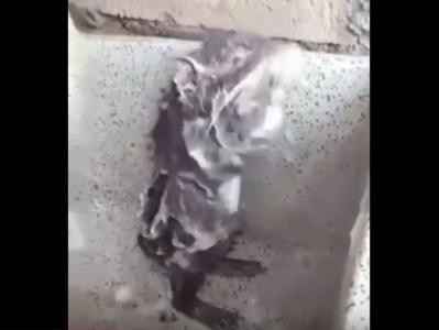 Առնետը ցնցուղ է ընդունում