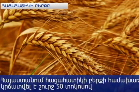 Հայաստանում ցորենի բերքի համախառն ծավալը կրճատվել է 50 տոկոսով