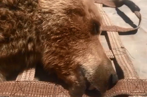 Մանվել Գրիգորյանի ամառանոցի արջերի տեղափոխումը Կենդանաբանական այգի
