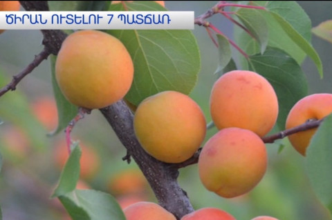 Ծիրան ուտելու 7 պատճառ