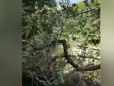 «Դիլիջան ազգային պարկ» ՊՈԱԿ-ի Հաղարծին տեղամասում վանդալ-ծառահատողները հայտնաբերվել են