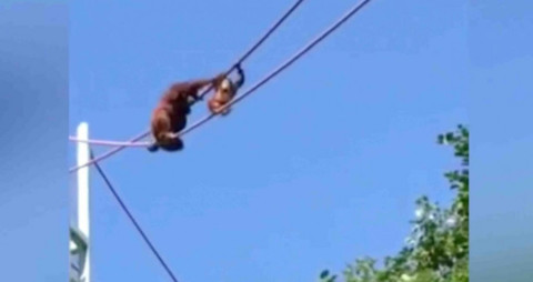Orangutan helps her baby cross rope line at Washington Zoo