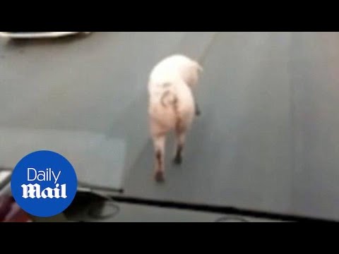 Pig walking quietly on a busy street