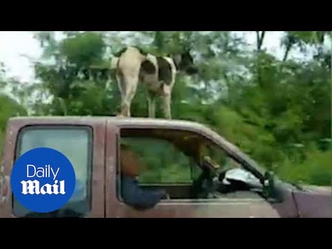 Dog “rides” on top of vehicle in Thailand
