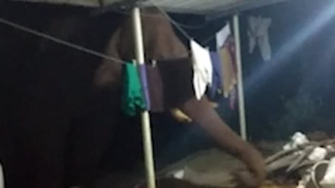 Elephant steals rice from India village home