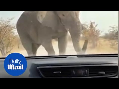 Angry elephant attacks tourist car