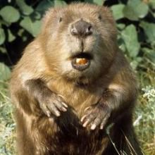 Beavers enter store to “steal” snacks