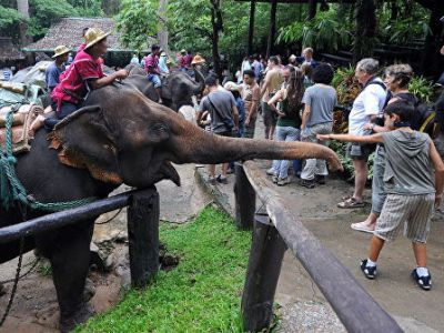 Փոքրիկ փիղը փորձում է գրավել  մարդկանց ուշադրությունը