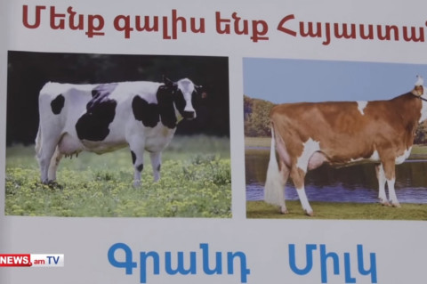 «Գրանդ Միլկը» հայ ֆերմերներին առաջարկում է 28-48 լիտր կաթնատվությամբ «Հոլշտեյն» ցեղատեսակի կովեր