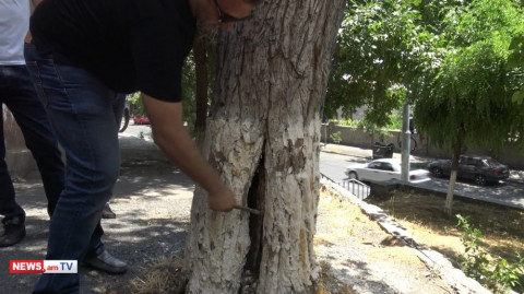 «Ատամի խոռոչից չի տարբերվում». ինչո՞ւ են Օրբելի փողոցում ծառ հատել