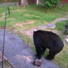Dog drives off bear that entered house yard