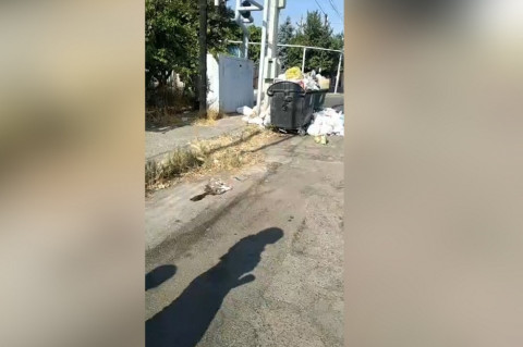 «Աղբամանի մոտ կենդանիները սկսել են սատկել». Սոնա Աղեկյանը լայվ է մտել