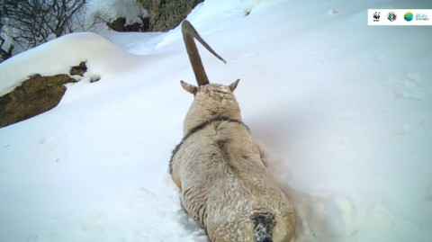 WWF–ը հրապարակել է միաեղջյուր բեզոարյան այծի կադրեր