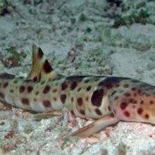 "Walking" sharks discovered in waters of Australia, New Guinea