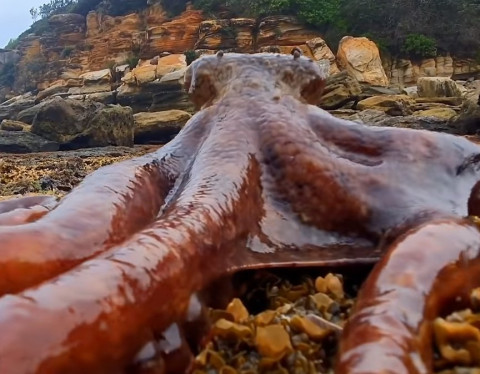 Octopus crawls out of water to hunt for food