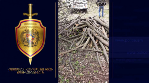 Լոռիում տղամարդը 60-ից ավելի ծառ է ապօրինի հատել ու բռնվել․ ոստիկանություն