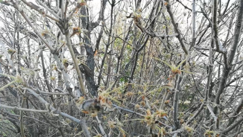 Ինչպես են թրթուրները տերևազրկում կաղնիները. կադրեր` Կոտայքի անտառներից
