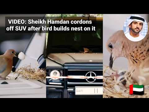 Թռչունը բույն է հյուսել Դուբայի թագաժառանգի՝ 150 000 դոլար արժողությամբ մեքենայի վրա
