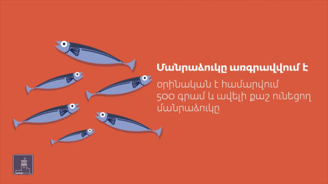 Ինչպե՞ս է իրականացվելու սիգի արդյունագործական որսը Սևանա լճում
