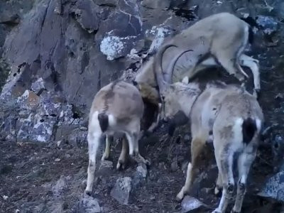 Բեզոարյան այծերի մենամարտը Հայաստանում