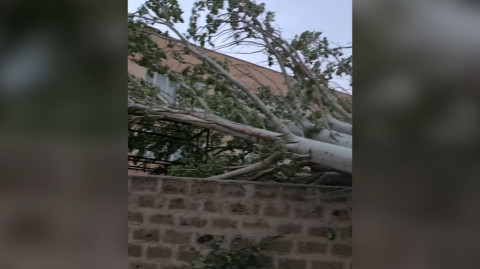 Քամու հետեւանքով հսկա բարդի է տապալվել
