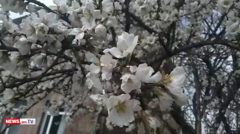 Երեւանում ծառերը ծաղկել են