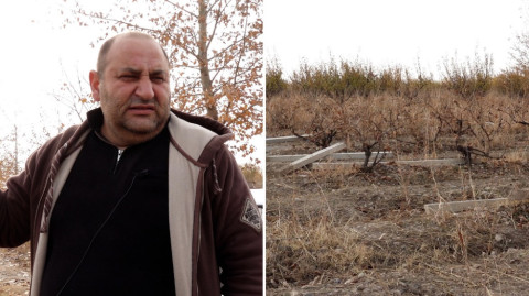 «Խաղողը նիսյա թափել ենք, որ պրծնենք». 13 տարի խաղողի մշակմամբ զվաղվող Կարենը ստիպված այգին քանդել է