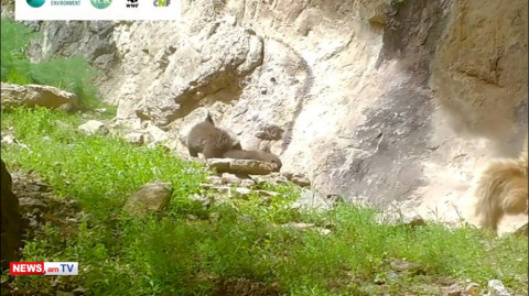 Մայր Գորշ արջն իր վեց ամսական քոթոթների հետ «Խոսրովի անտառ» պետական արգելոցում