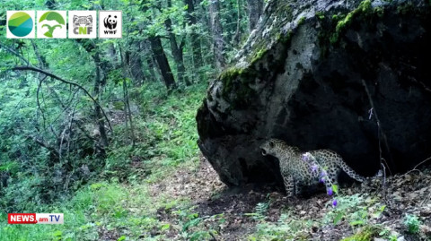 Սյունիքում ֆոտոբռնիչ սարքերը կրկին կովկասյան ընձառյուծ են արձանագրել
