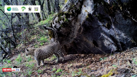 Caucasian leopard spotted in Armenia’s Zangezur Biosphere Complex