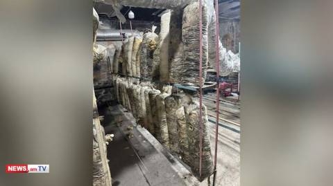Աշտարակում դպրոցի տնօրենի որդին դպրոցի նկուղում սունկ էր աճեցրել եւ վաճառել