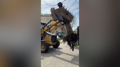 Լուռ պիտի հետևենք, թե ոնց են էս բարբարոսությունն անու՞մ. քաղաքացիները՝ ծառերի սպանդի մասին