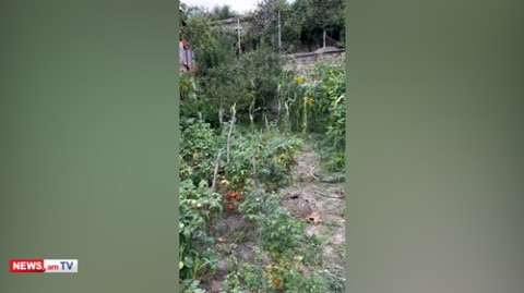 Սա Իջևանի մեր այգին ա, 0 տնտեսական էֆեկտ ունի․ Փաշինյան
