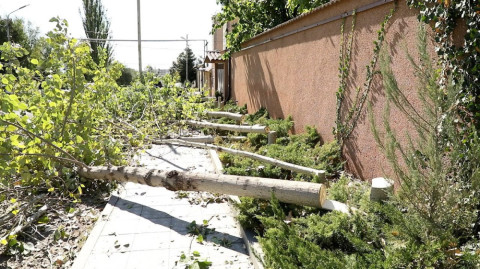 Դավթաշենում քաղաքացին հատել է 45 բարդի