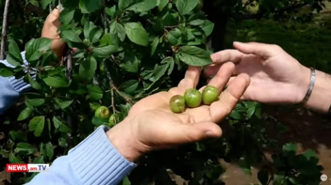 Հայաստանում ամենաշուտը հասնող միտքը՝ գյոջան, կարկուտը տարել է. Արեւշատի բնակիչներ