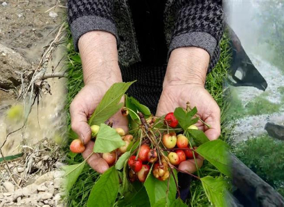 «Փաստի առաջ ենք կանգնել». կարկուտն ու հորդառատ անձրևն ավիրել են այգիների բերքը