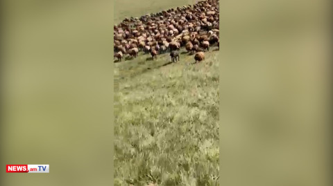 Շիրակի մարզում 772 հատ ոչխար են գողացել