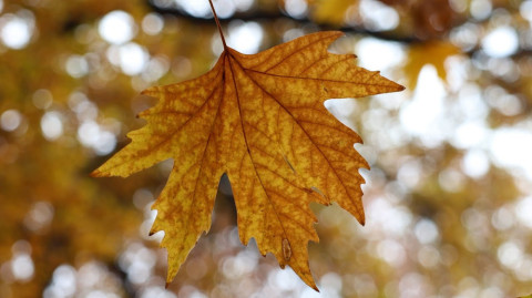 Աշունը հեռանում է