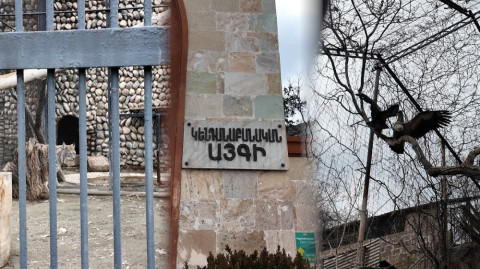 Լուսան, անգղեր, կռունկներ․ ի՞նչ վիճակում են «Հրաշք այգու» կենդանիները տեղափոխվել Կենդանաբանական այգի