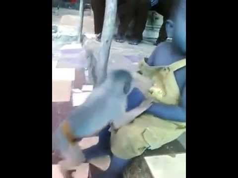 Կապիկի եւ երեխայի պայքարը կաթի համար