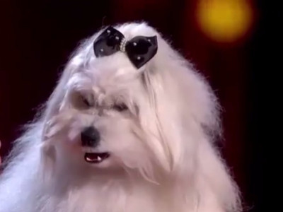 Խոսող շունը զարմացնում է Britain's Got Talent-ի ժյուրիին