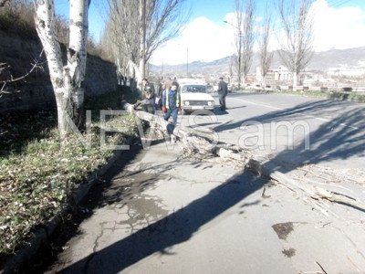 Վանաձորում ուժեղ քամու հետեւանքով բարդին ընկել է երթեւեկելի փողոցի վրա