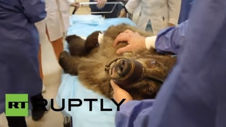 Медведицу Марту из Московского цирка прооперировали