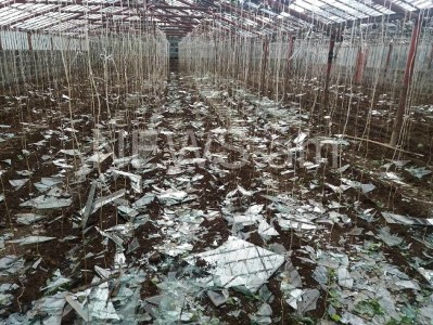 Բաղրամյան գյուղում կարկուտն ամբողջությամբ կոտրել է ջերմոցների ապակիները