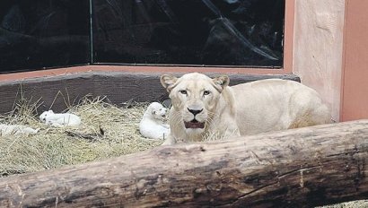 Թբիլիսիի գազանանոցի առյուծը երեք ձագ է ունեցել