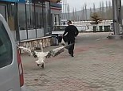 Թուրքիայում հավալուսնը ընկել է տղամարդու հետեւից
