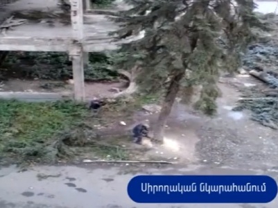 Բնակիչները տեսանկարահանել են՝ ինչպես են Վանաձորում հատում փարթամ եղեւնիները